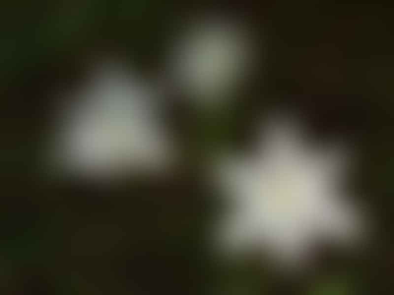 Hyacinthaceae