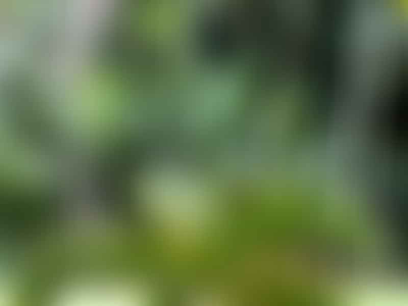 Hyophorbe Lagenicaulis | Hyophorbe | Arecaceae