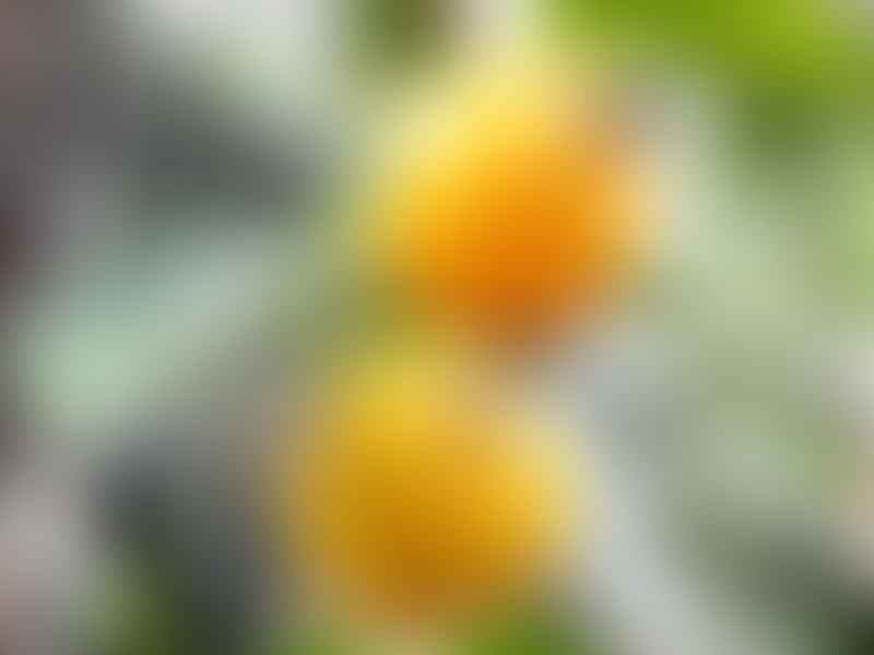 Ibervillea Millspaughii | Cucurbitaceae