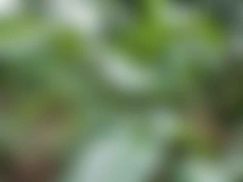 Icacinaceae