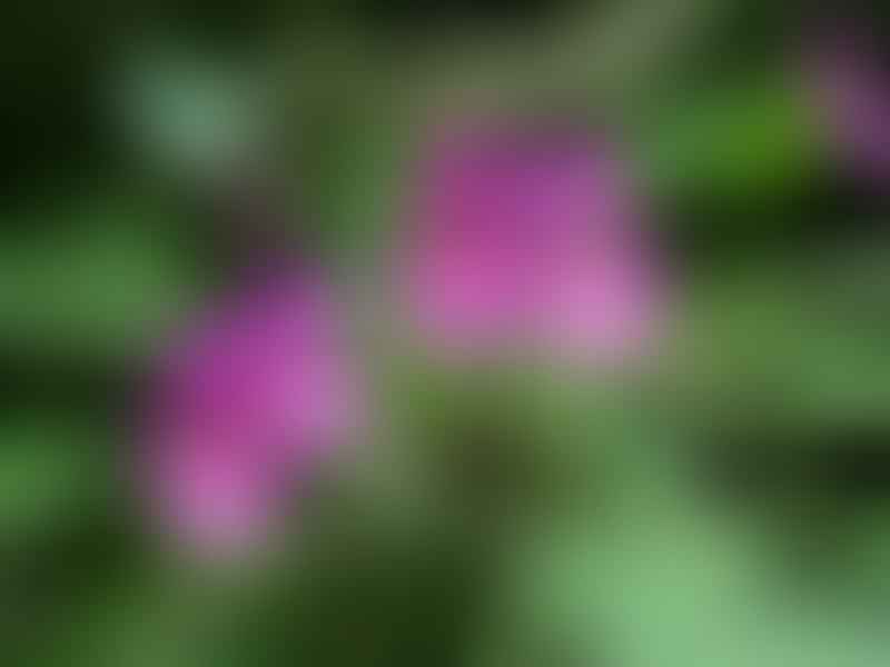 Impatiens Bisaccata | Impatiens | Balsaminaceae