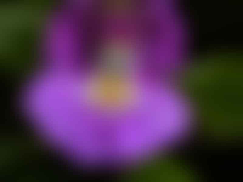 Impatiens Bisaccata | Impatiens | Balsaminaceae