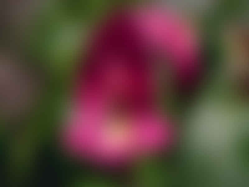 Impatiens Bisaccata | Impatiens | Balsaminaceae