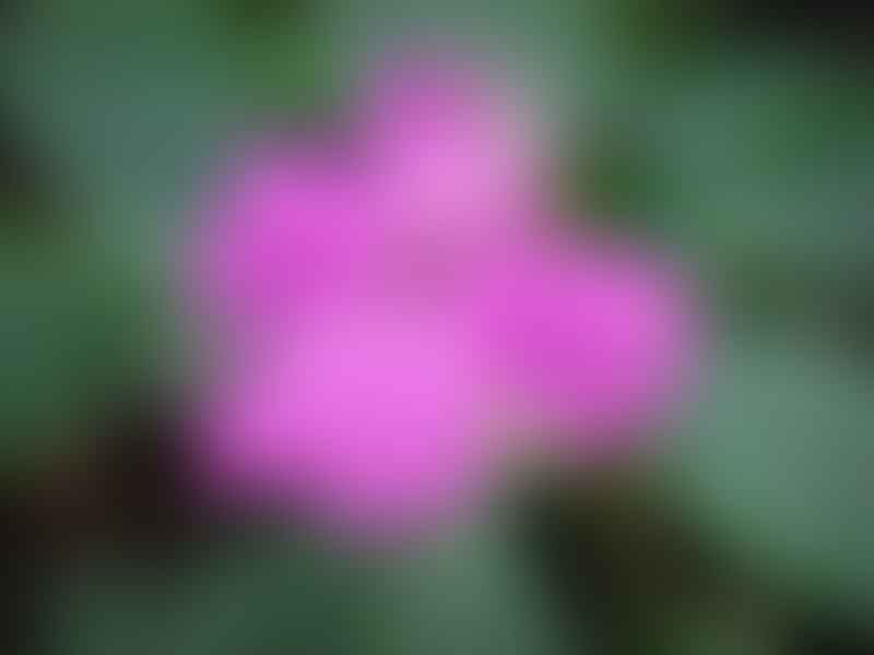 Impatiens Substipulata | Impatiens | Balsaminaceae