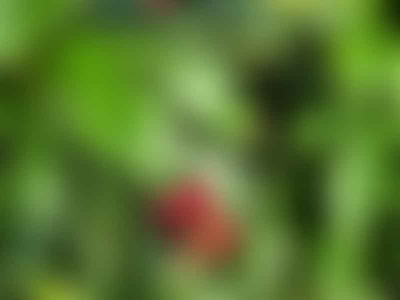 Jatropha | Euphorbiaceae