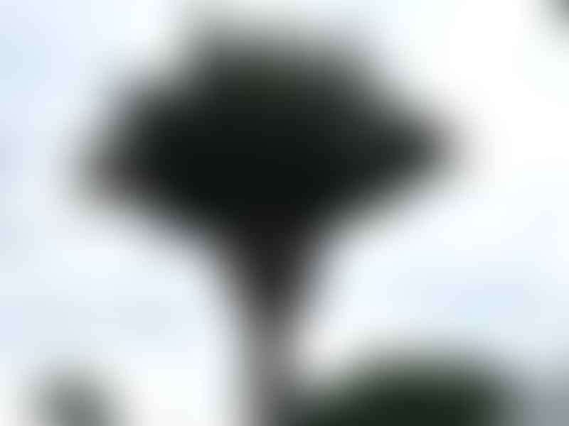 Jubaea Chilensis | Jubaea | Arecaceae