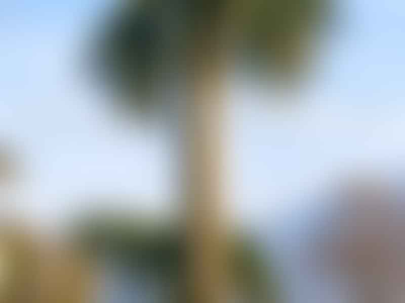 Jubaea Chilensis | Jubaea | Arecaceae