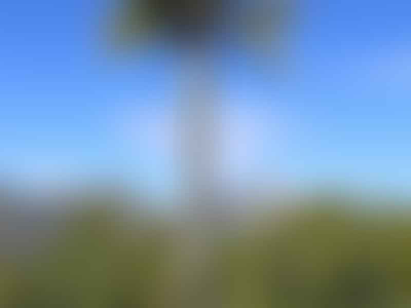 Jubaea Chilensis | Jubaea | Arecaceae