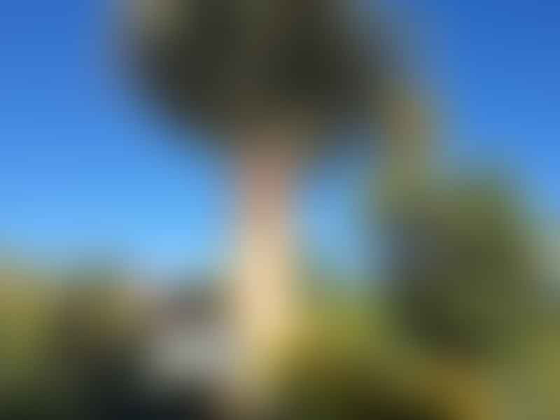 Jubaea Chilensis | Jubaea | Arecaceae