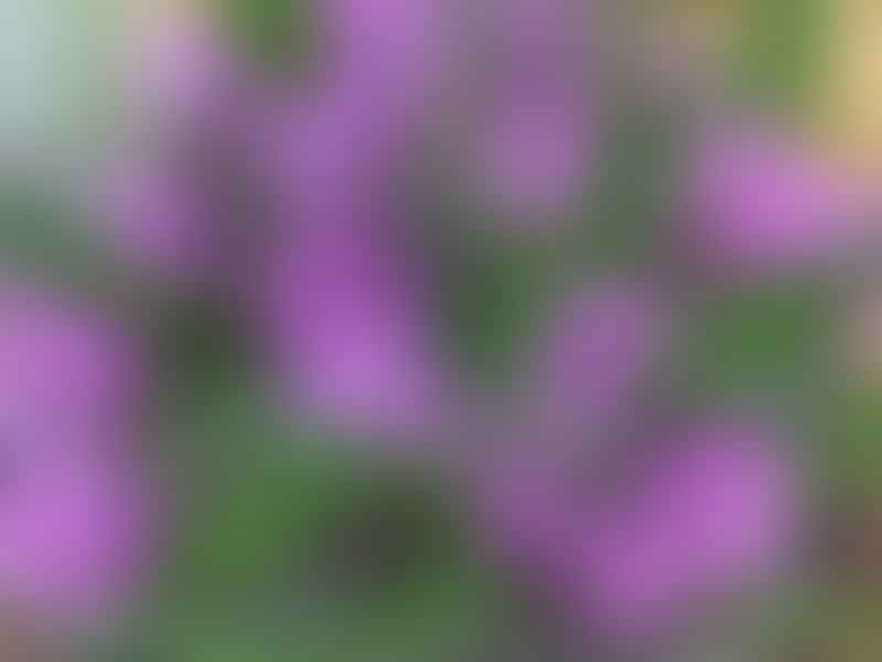 Lachenalia Paucifolia | Lachenalia | Hyacinthaceae