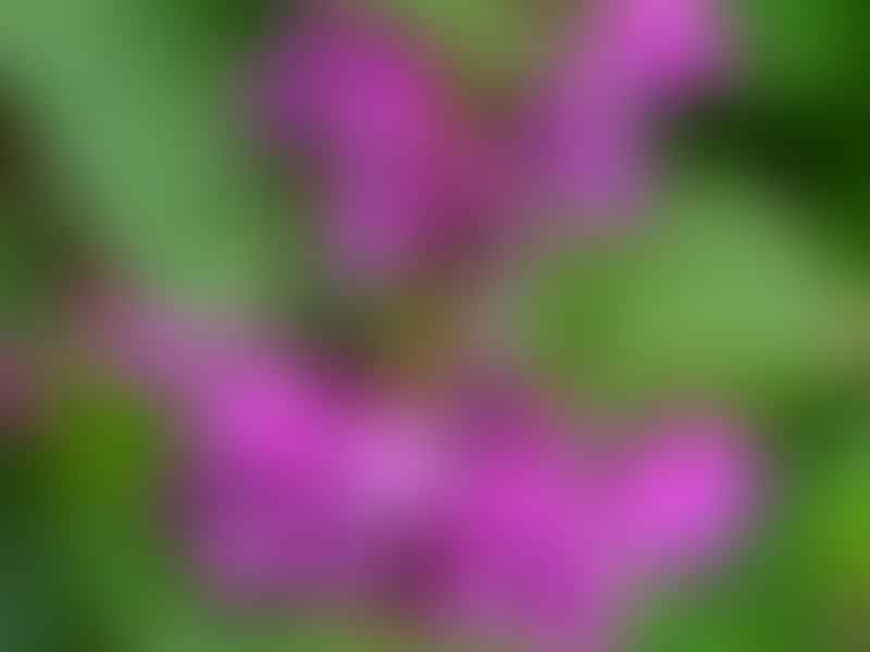 Lamiaceae