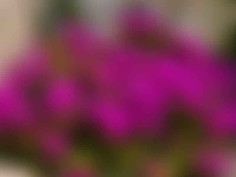 Lampranthus Aureus | Lampranthus | Aizoaceae
