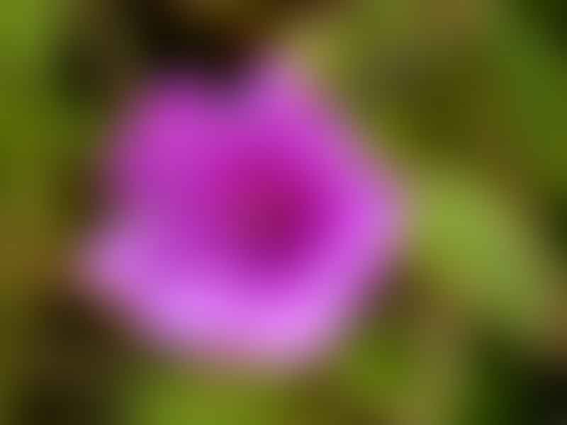 Melastomataceae | Lamiaceae
