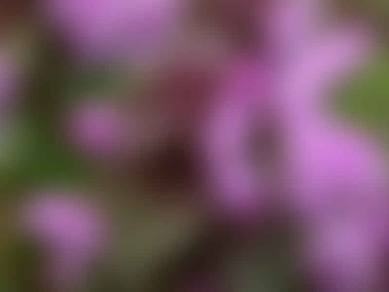 Melastomataceae | Lamiaceae