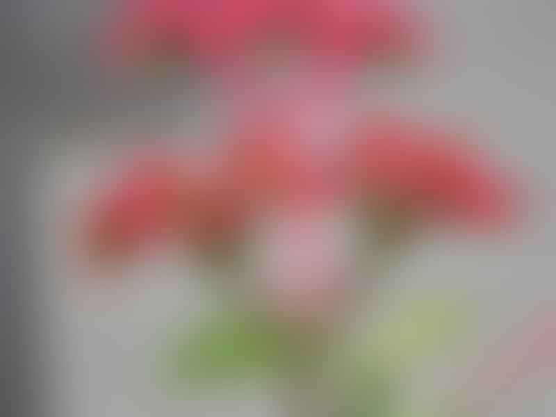 Monadenium Coccineum | Monadenium | Euphorbiaceae