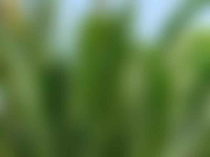 Nypa Fruticans | Nypa | Arecaceae