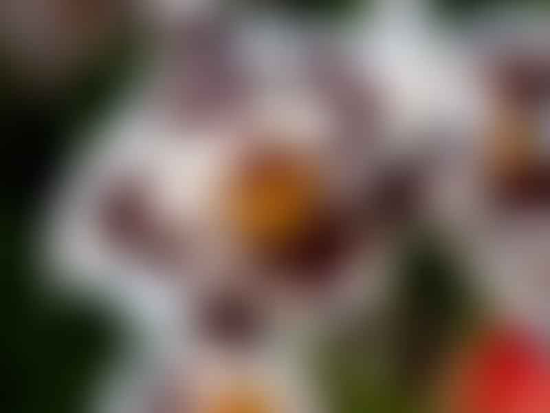 Odontoglossum Display | Orchidaceae