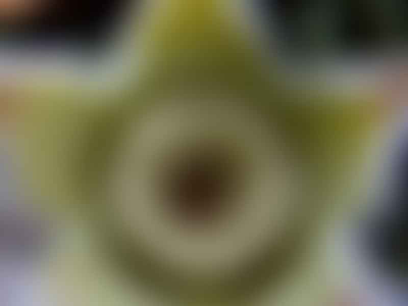Orbea (Diplocyatha) Ciliata | Orbea / Stapelia | Apocynaceae