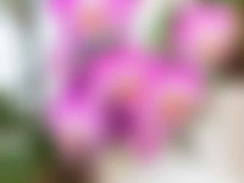 Orchidaceae