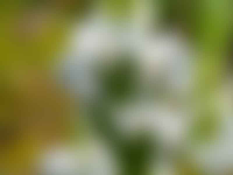 Ornithogalum Thyrsoides | Ornithogalum | Hyacinthaceae