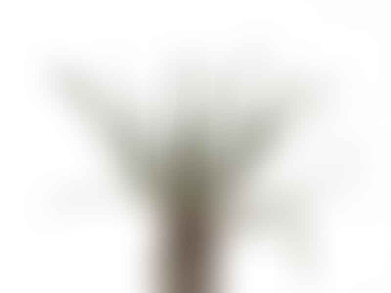 Pachypodium Geay | Pachypodium | Apocynaceae