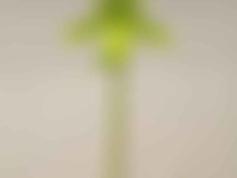 Paphiopedilum Maudiae | Orchidaceae