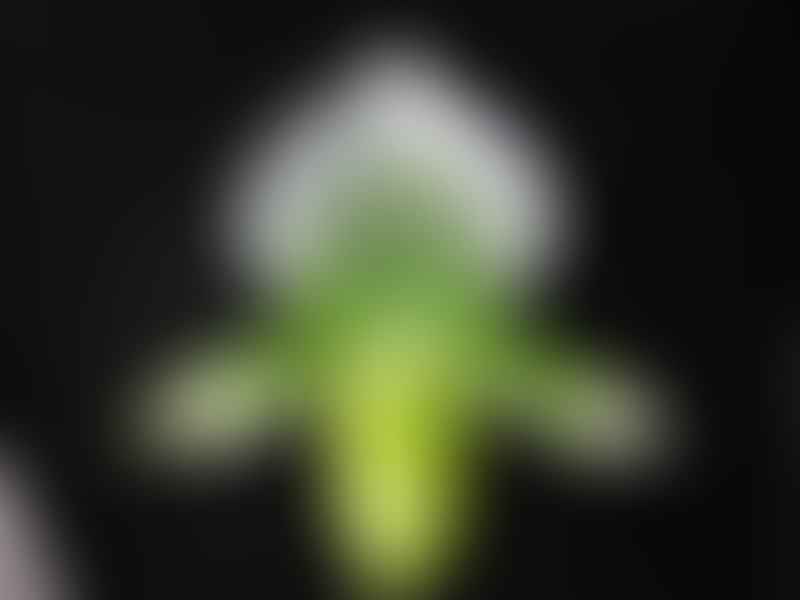 Paphiopedilum Maudiae | Orchidaceae
