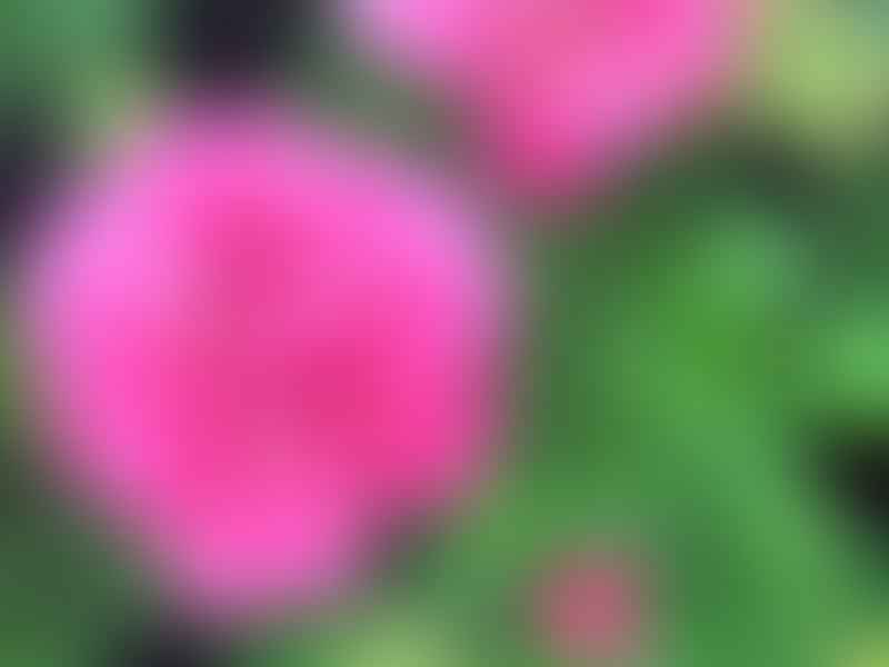 Pelargonium | Geraniaceae