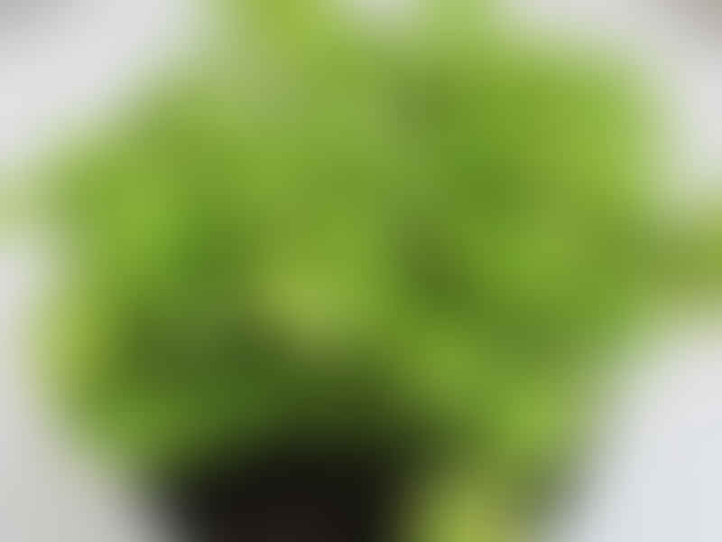 Peperomia Acuminata | Peperomia | Piperaceae