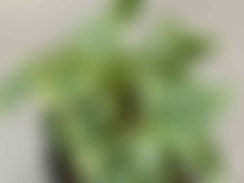 Peperomia Acuminata | Peperomia | Piperaceae