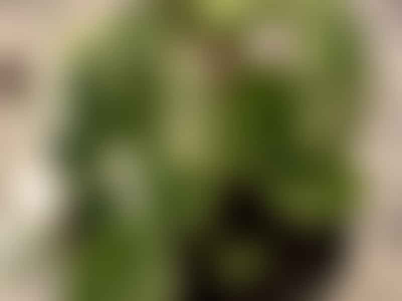 Peperomia Caperata Variegata | Peperomia | Piperaceae