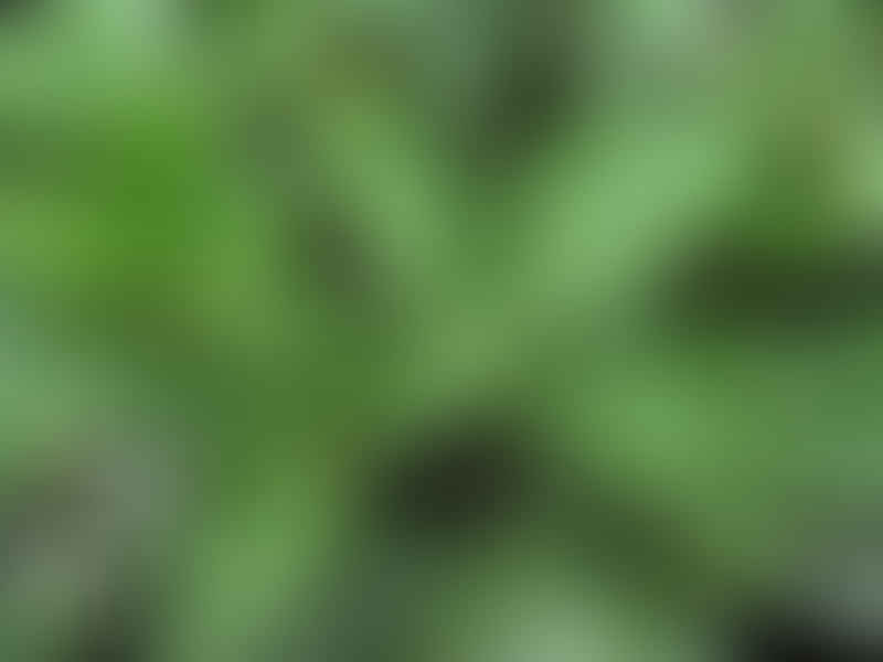 Peperomia Dahlstedtii | Peperomia | Piperaceae
