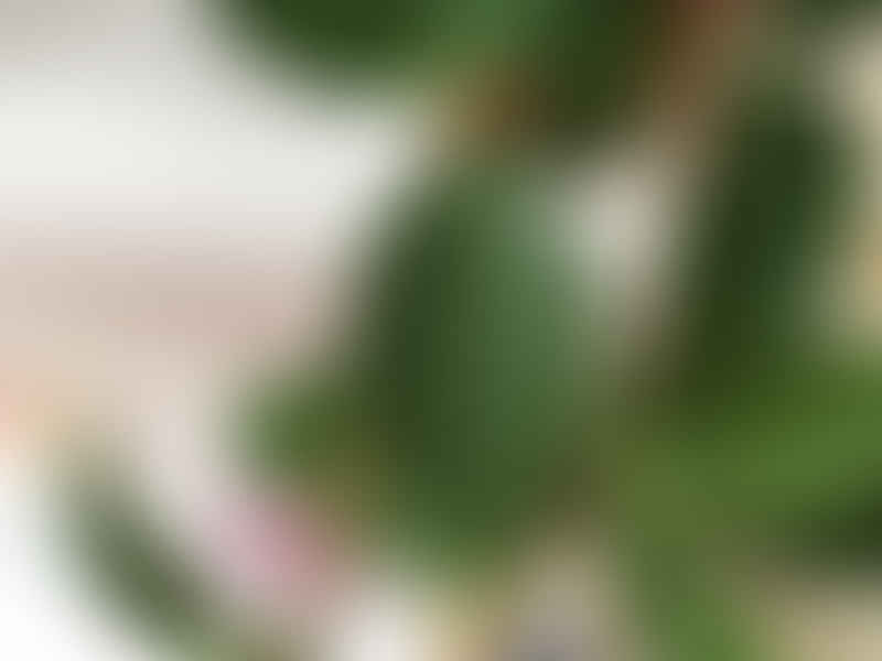 Peperomia Dahlstedtii | Peperomia | Piperaceae