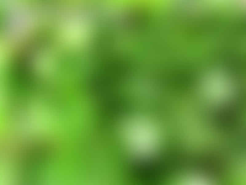 Peperomia Dahlstedtii | Peperomia | Piperaceae
