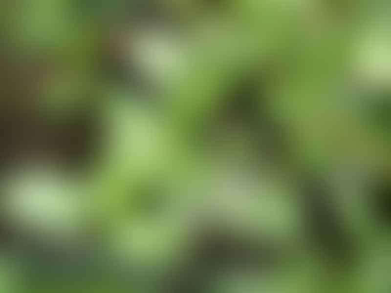 Peperomia Dahlstedtii | Peperomia | Piperaceae