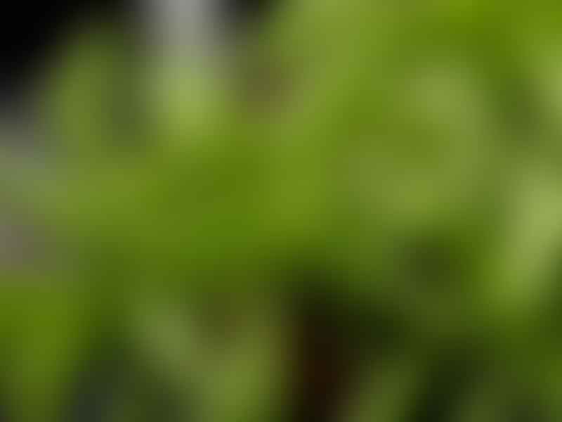 Peperomia Dolabriformis | Peperomia | Piperaceae