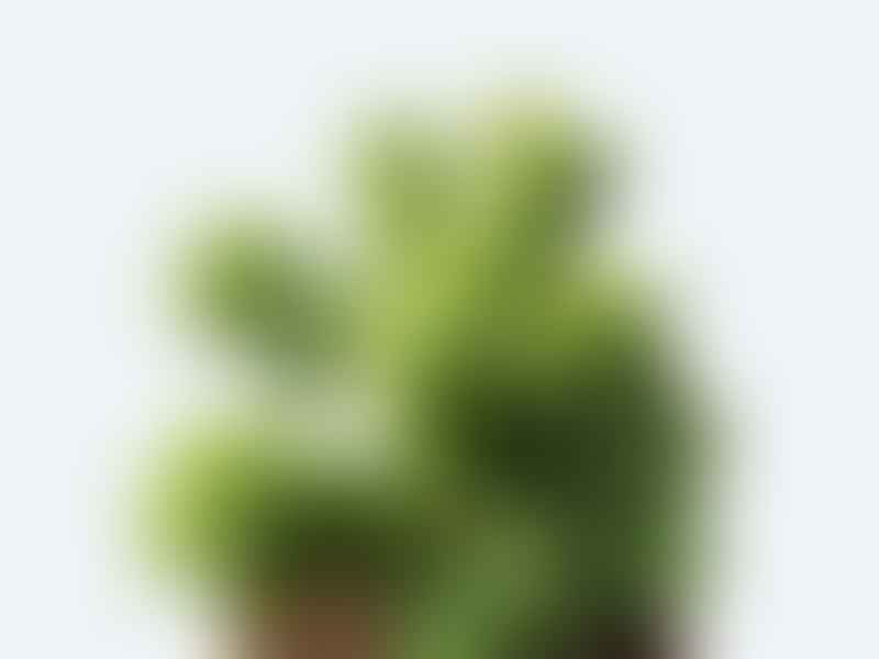 Peperomia Dolabriformis | Peperomia | Piperaceae