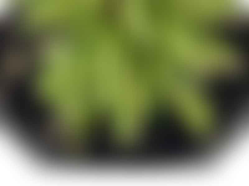 Peperomia Dolabriformis | Peperomia | Piperaceae
