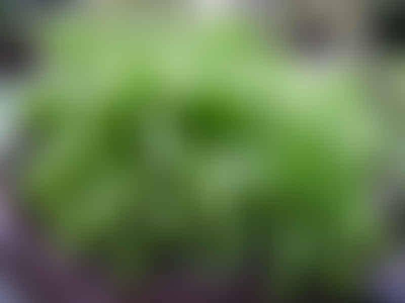 Peperomia Dolabriformis | Peperomia | Piperaceae