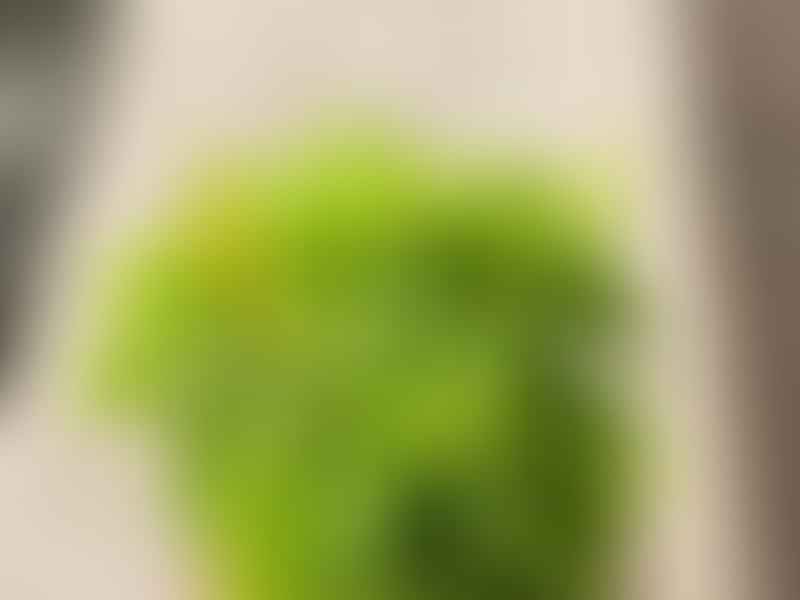 Peperomia Dolabriformis | Peperomia | Piperaceae
