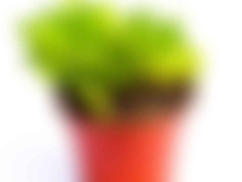 Peperomia Dolabriformis | Peperomia | Piperaceae