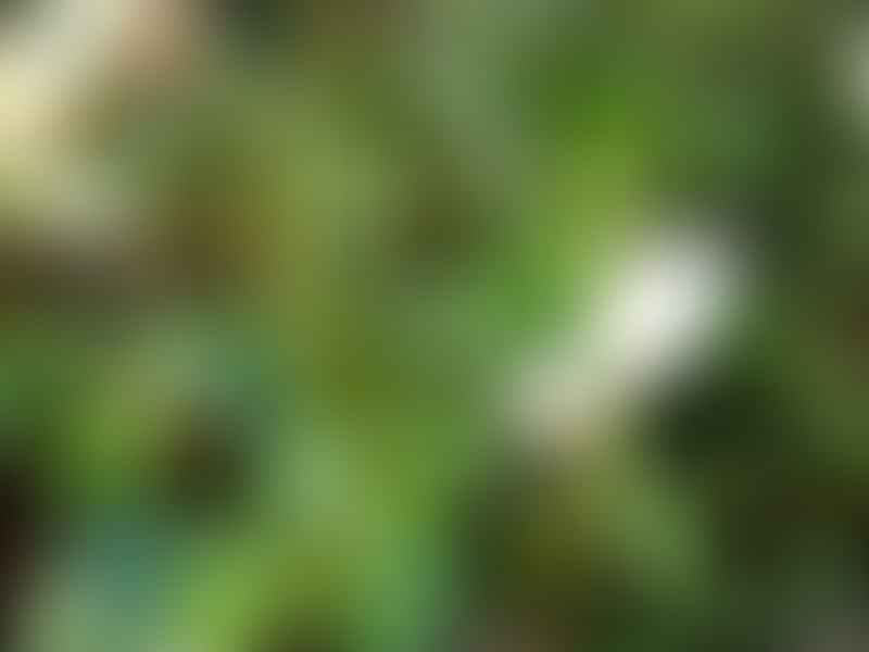 Peperomia Macrostachya | Peperomia | Piperaceae