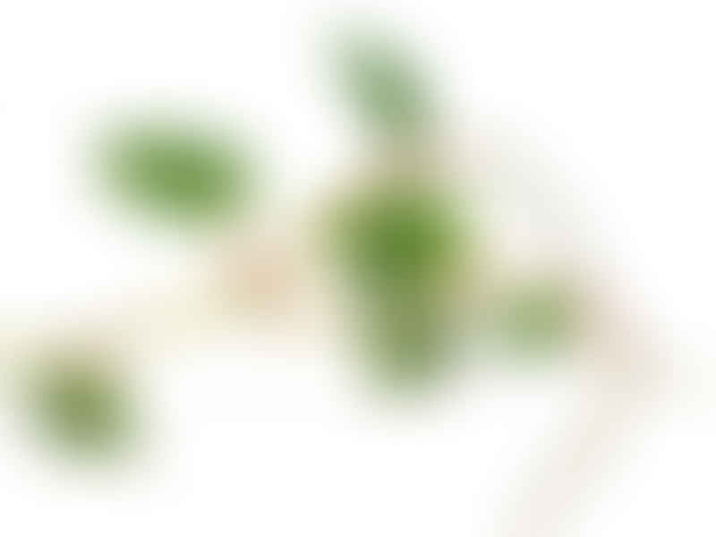 Peperomia Macrostachya | Peperomia | Piperaceae