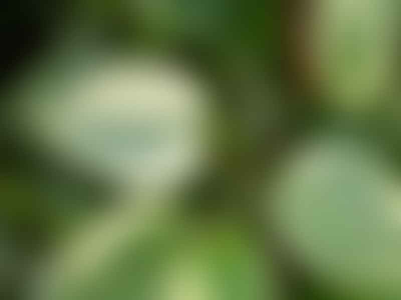 Peperomia Macrostachya | Peperomia | Piperaceae