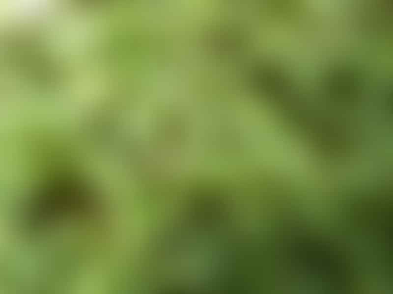 Peperomia Macrostachya | Peperomia | Piperaceae