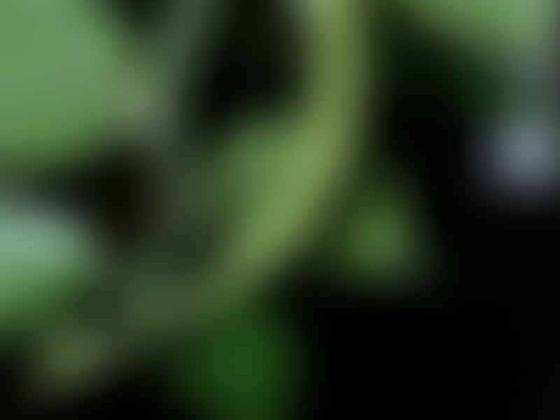 Peperomia Macrostachya | Peperomia | Piperaceae