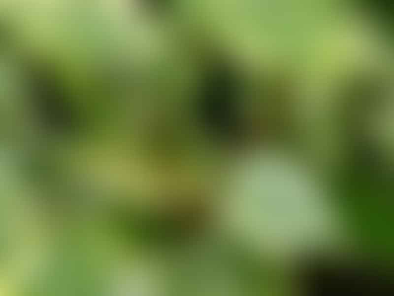 Peperomia Macrostachya | Peperomia | Piperaceae