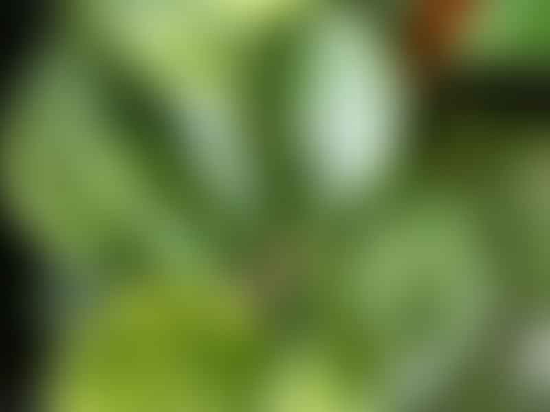 Peperomia Magnoliifolia | Peperomia | Piperaceae