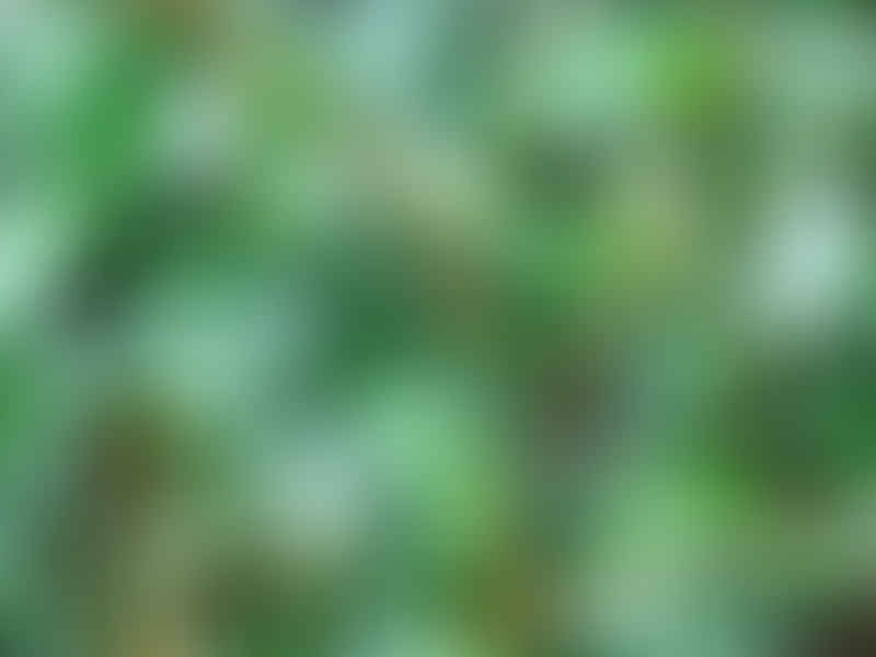 Peperomia Pseudovariegata | Peperomia | Piperaceae