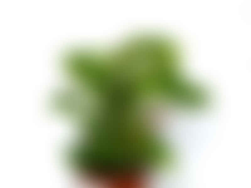 Peperomia Reticulata | Peperomia | Piperaceae